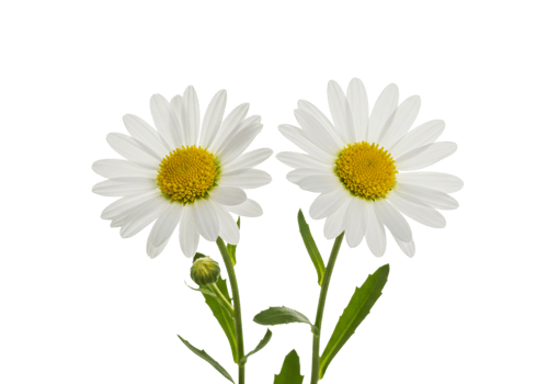 Beautiful White Daisies with Bright Yellow Centers png