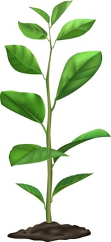 Realistic illustration of a young plant growing in the ground, showing green leaves and a stem, isolated on a white background, representing growth, nature, and new life vector