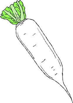 Radish with green leaves in flat design png
