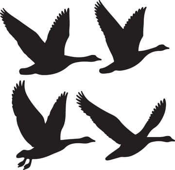 Elegant Goose Flying Silhouettes Collection Perfect for Art and Branding vector