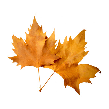 two maple leaves on a transparent background png