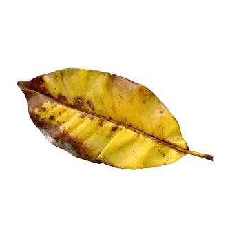 a yellow leaf on a transparent background png