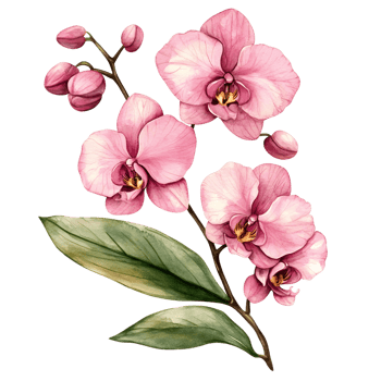 Graceful pink orchids illustrated with soft watercolor strokes and green leaves png