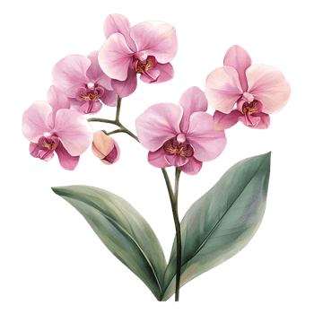 Hand painted orchid flowers in soft pink hues with intricate watercolor shading png