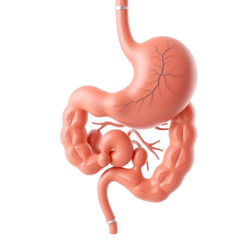 Human Digestive System Stomach, Small Intestine, and Duodenum 3D Render png
