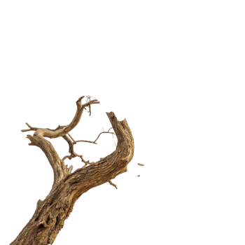 A leafless tree brunch png
