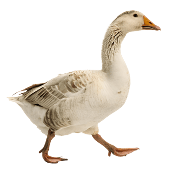 A Duck walking towards the camera, isolated on a transparent background png