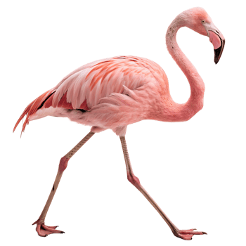 A pink Flamingo walking towards the camera, isolated on a transparent background png