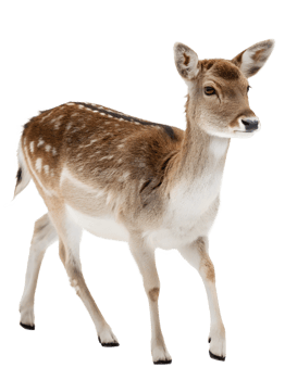 A Little Deer walking towards the camera, isolated on a transparent background png