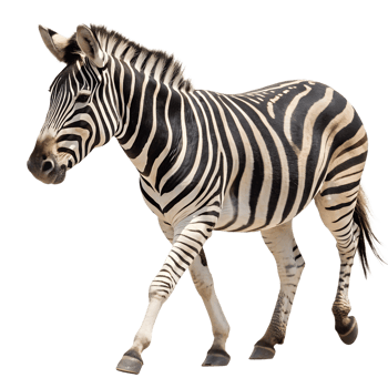 A Zebra walking towards the camera, isolated on a transparent background png