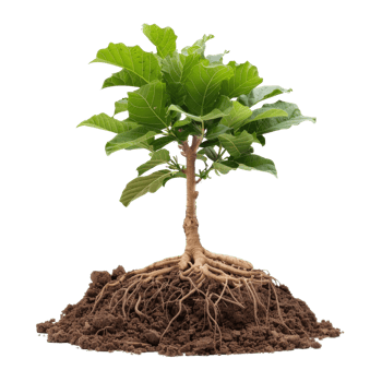 Young Tree with Strong Roots and Green Leaves Isolated on White Background for Nature Concepts png