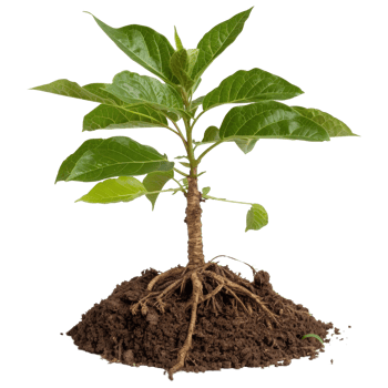 Young Plant with Roots Emerging from Soil in Isolated Background for Nature and Growth Concepts png