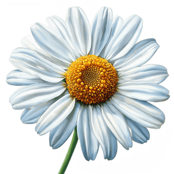 Beautiful White Daisy Flower with Yellow Center png