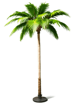 Umbrella Palm Tree, spreading canopy, dramatic rim lighting, professional product photography, premium quality png