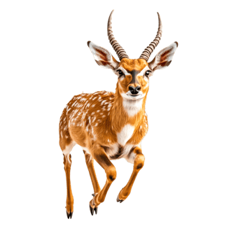 Energetic Gazelle in Mid-Run Captured in Stunning Detail Against png