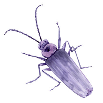 Watercolor illustration of a lilac beetle with antennae. Retro style insect. png
