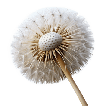 serene modern Close-up of a single dandelion seedhead original png
