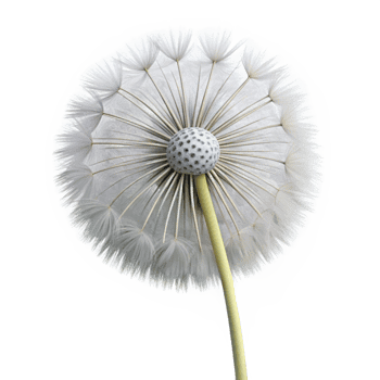 elegant artistic Single dandelion seed head premium png