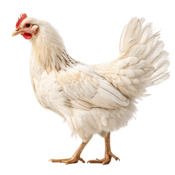chicken white chicken on transparent background png