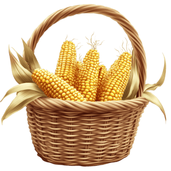 Rustic Woven Basket Filled with Ripe Corn Cobs Natural Farm Harvest png