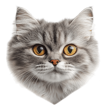 A close up portrait of a fluffy cat face png