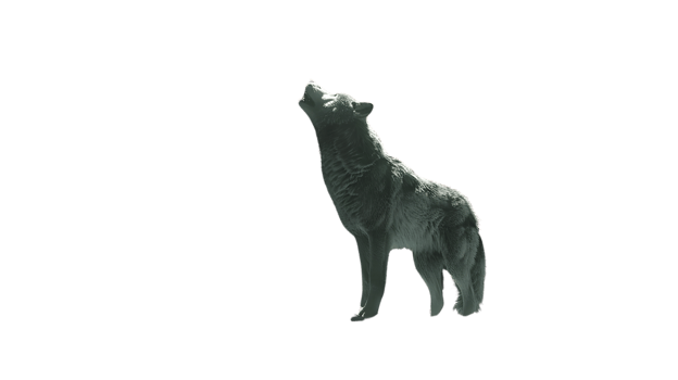 Howling Canine Silhouette in Monochrome A Lone Wolfs Call Against the Darkness png