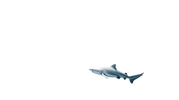 Marine Predator in Motion A Detailed Illustration of a Swimming Shark on Black Background for png