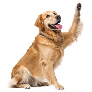 Adorable Golden Retriever Dog Raising Paw, Studio Shot, Pet Photography png