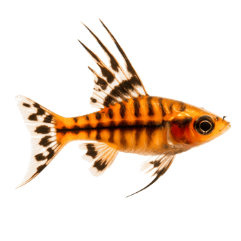 Colorful striped fish with vibrant fins swimming in clear aquarium water png