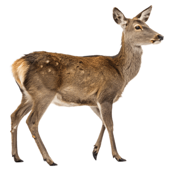 Beautiful Brown Deer Doe Isolated on Black Background, Wildlife Animal Photography png