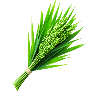 Fresh Green Rice Plant Bundle with Lush Leaves and Grain Unite in Nature png