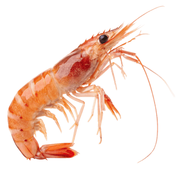 Delicious Cooked Shrimp High-Resolution Seafood Image for Menu, Website, and Cookbook png