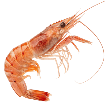 Fresh Cooked Shrimp Closeup High-Resolution Seafood Image for Menu Design png