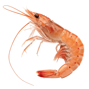 Fresh Cooked Shrimp, Isolated Seafood, Delicious Crustacean, High-Resolution Image png
