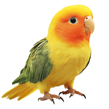 Cute Yellow and Orange Lovebird with a Soft Fluffy Appearance png