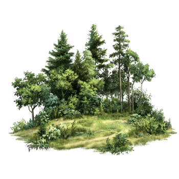 Dense Green Woodland Scene with Pine Trees and Lush Foliage png