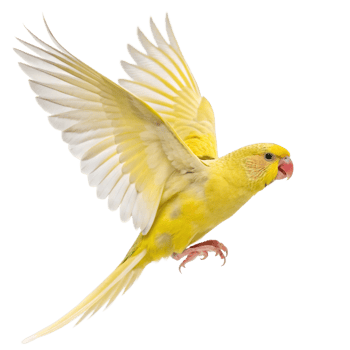 Yellow Parakeet in Flight, Wings Spread, Bird Photography, Nature Image png