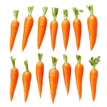 Fresh carrots arranged neatly on a transparent background for a vibrant and healthy presentation, fresh vegetable carrots isolated on transparent background png