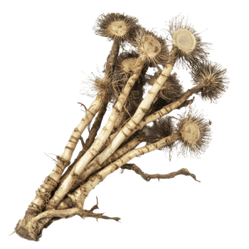 Fresh burdock roots displayed on a transparent background, showcasing their unique shape and texture for culinary use, Burdock roots on transparent background png