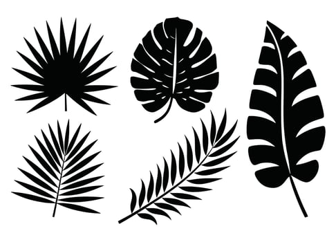 Set of palm leaves silhouettes in black. Tropical foliage collection isolated on a white background, perfect for botanical designs, patterns, and decorative elements. vector