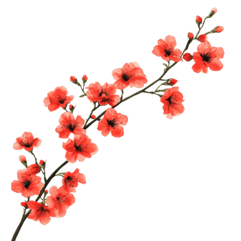 Branch of vibrant red flowers against a clean transparent background highlighting natural beauty, Branch of Red Flowers on transparent background png