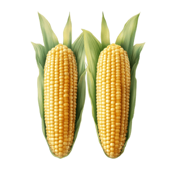 Freshly harvested corn isolated on a transparent background with rich hues and vibrant green leaves, Corn isolated on transparent png