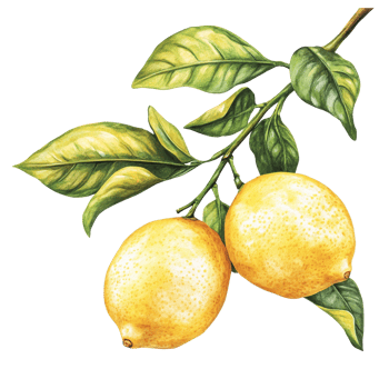 Branch of fresh lemons with vibrant green leaves on transparent background showcasing natures beauty, Branch of delicious lemons on whtie background cutouts png