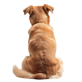 A golden dog sitting patiently with its back to the viewer against a bright transparent background in a hue, dog sit, back view, isolated transparent background png
