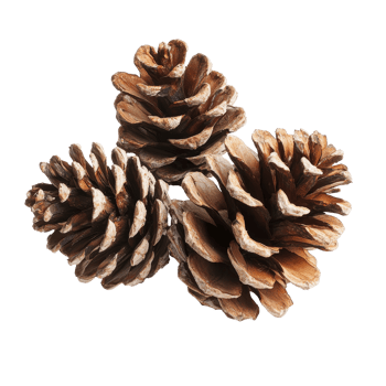 Pine cones arranged on a transparent background showcase natural textures and colors for decorative purposes, pine cones isolated on transparent background png