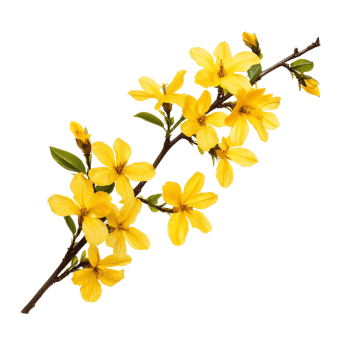Vibrant forsythia flowers showcasing their bright yellow petals on a transparent background for springtime beauty, forsythia flowers isolated on transparent background png