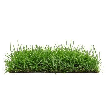 Dense bentgrass stack with a transparent background showcasing vibrant transparent hues in springtime, Bentgrass stack border transparent background. Grass big png