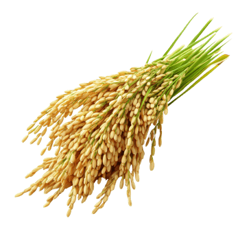 Paddy rice isolated on a transparent background showcasing ripe grains harvested from lush fields, paddy rice isolated on on transparent background png