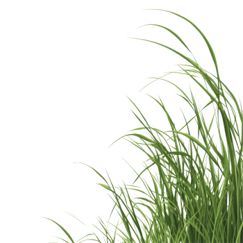 Elegant grass border against a clean transparent background highlighting natural beauty and simplicity, Hair grass border on transparent background. Grass transparent background png