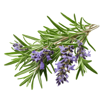 Fresh rosemary sprig with vibrant green leaves and purple flowers isolated against a clean transparent background, Rosemary isolated on transparent background png